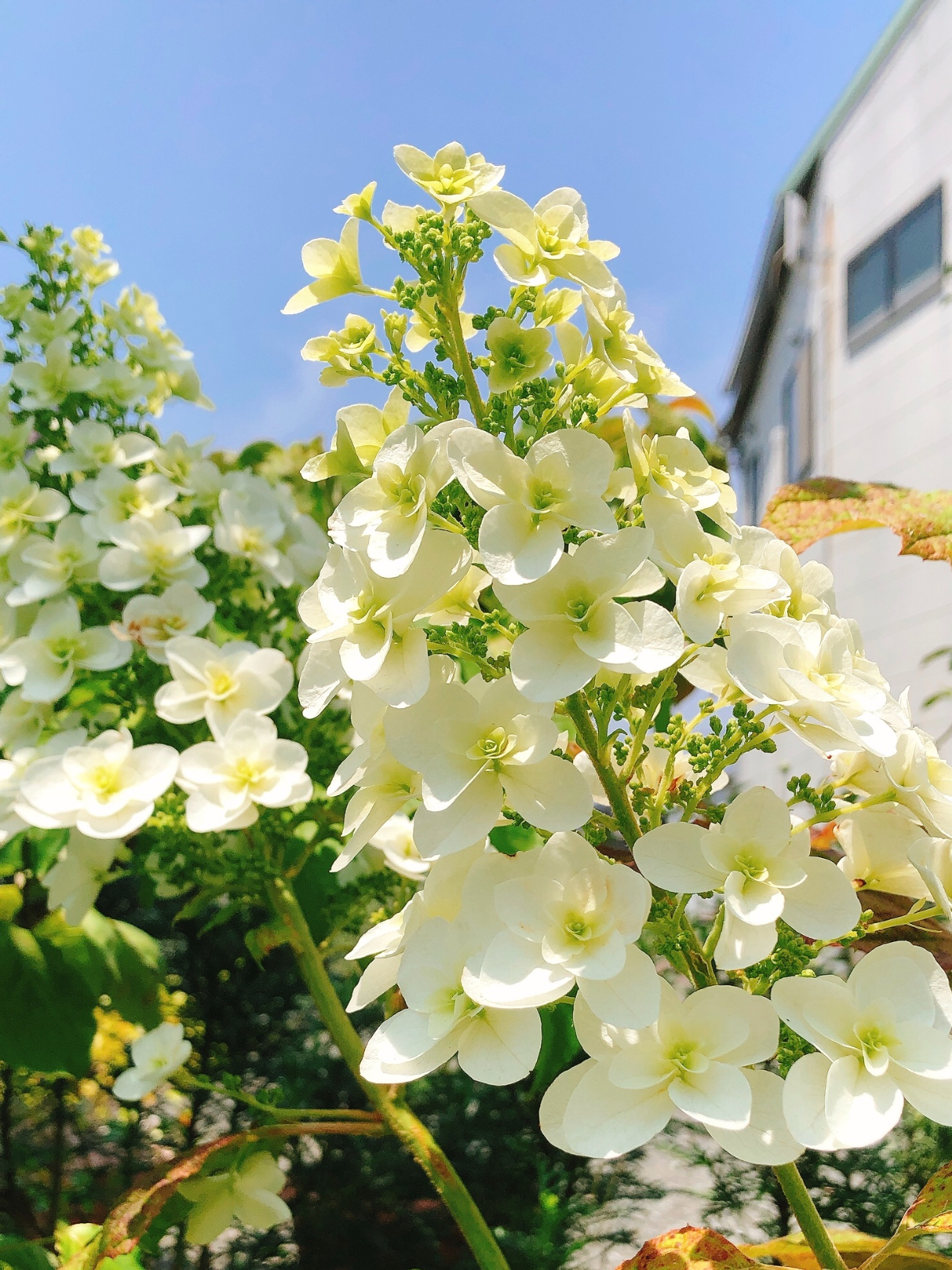 ﻿『お花のある暮らし』