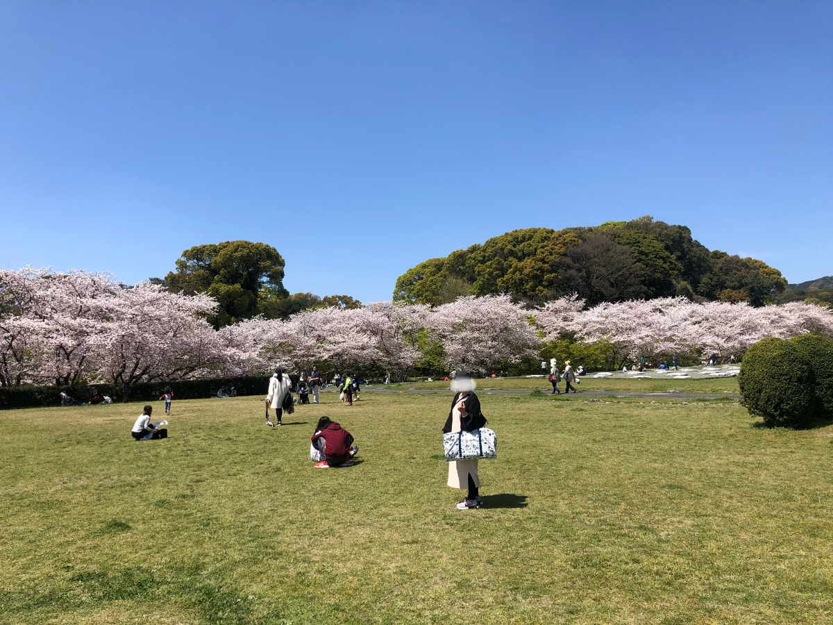 お花見